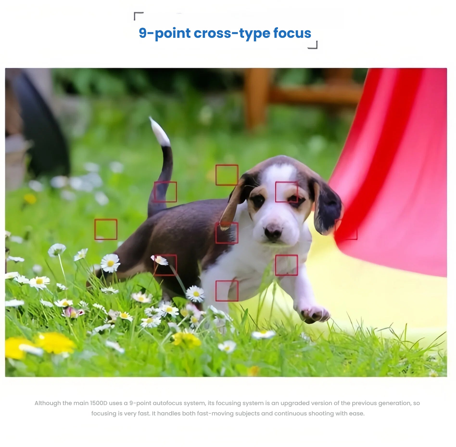 Canon EOS 1500D 9-point cross-type AF system tracking a playful puppy in a grassy garden, showcasing fast and accurate focus.