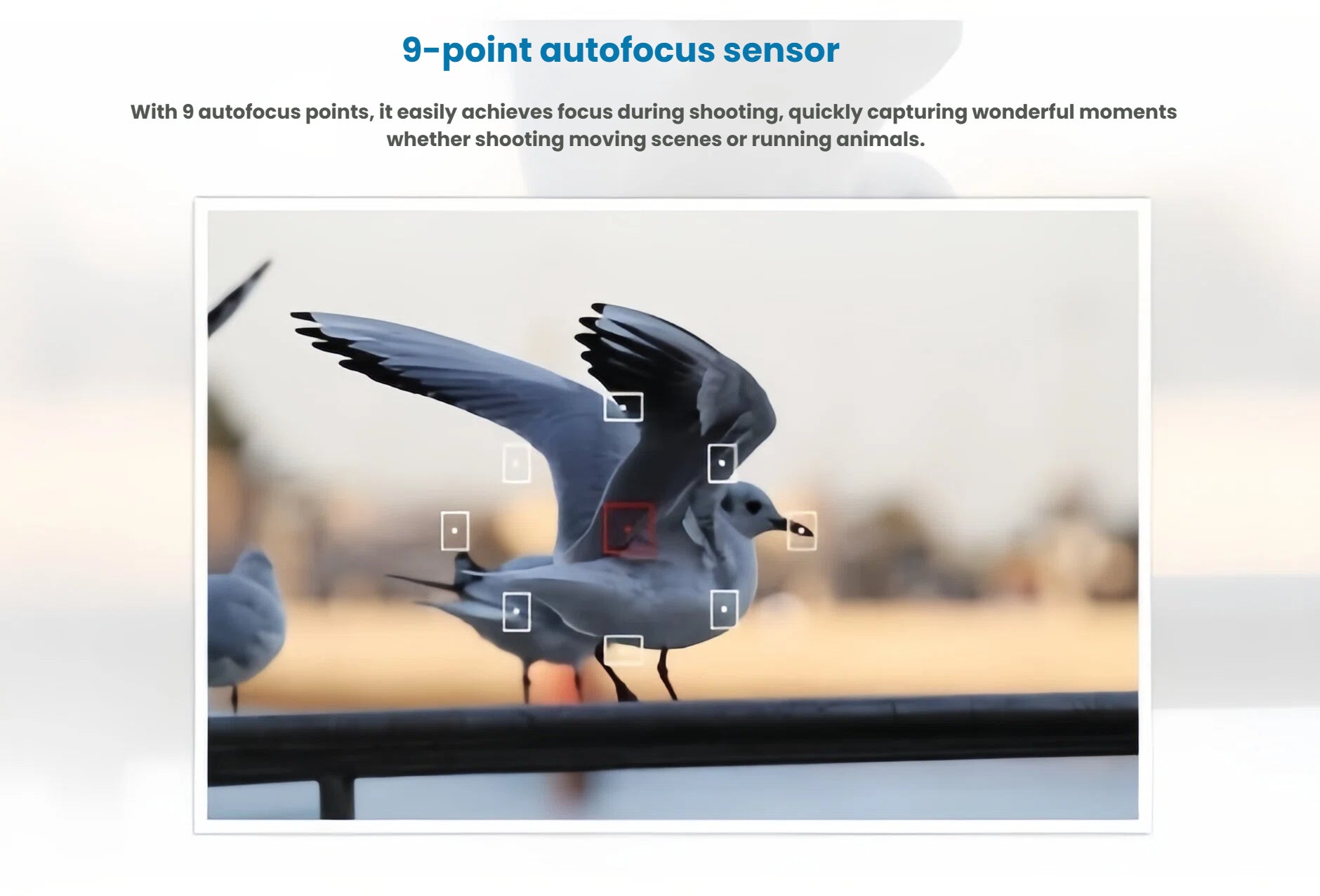 Close-up of seagull in flight with Canon EOS 1500D’s 9-point autofocus sensor points overlaid, demonstrating sharp action capture.