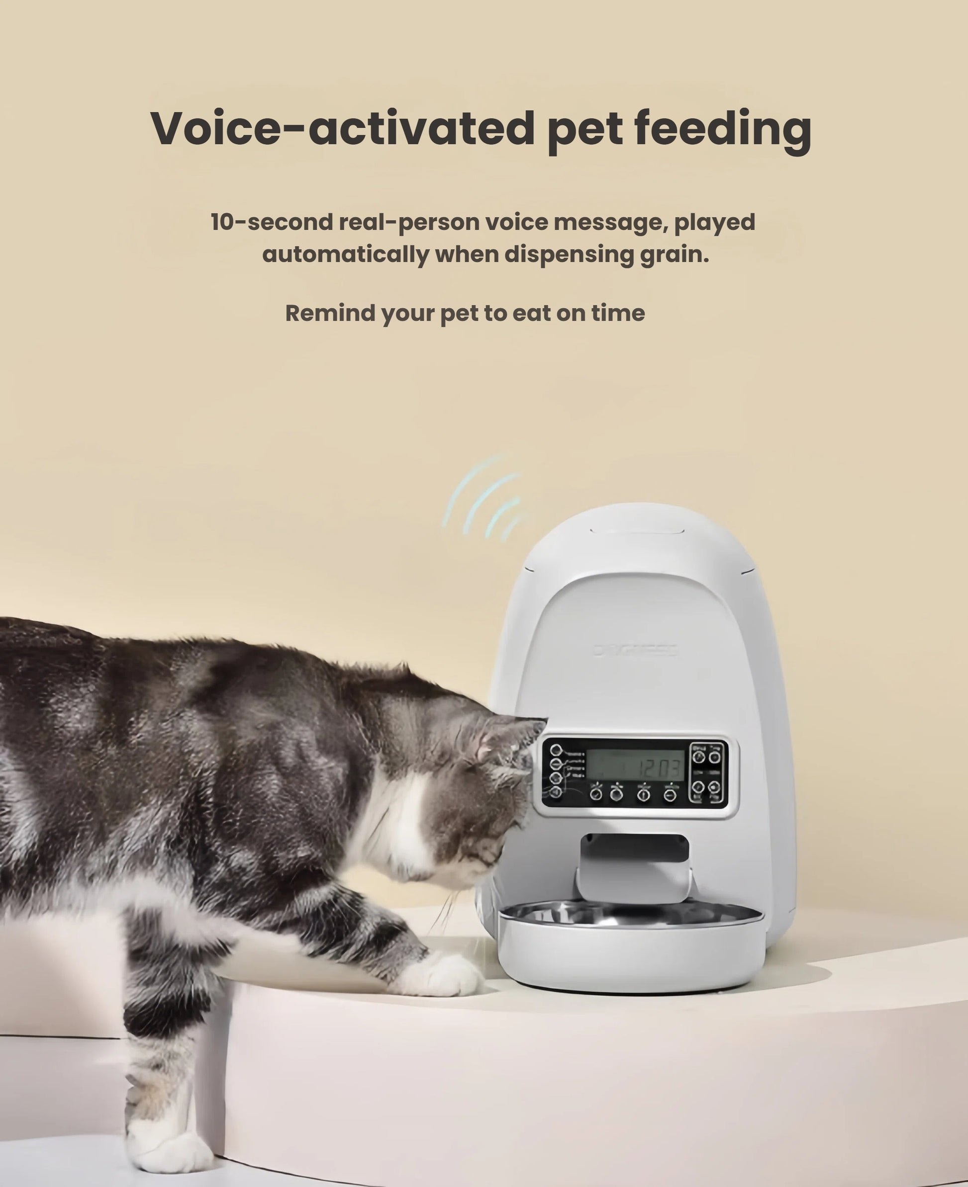 Gray tabby cat responds to 10-second custom voice message played by DOGNESS Mini feeder at mealtime.