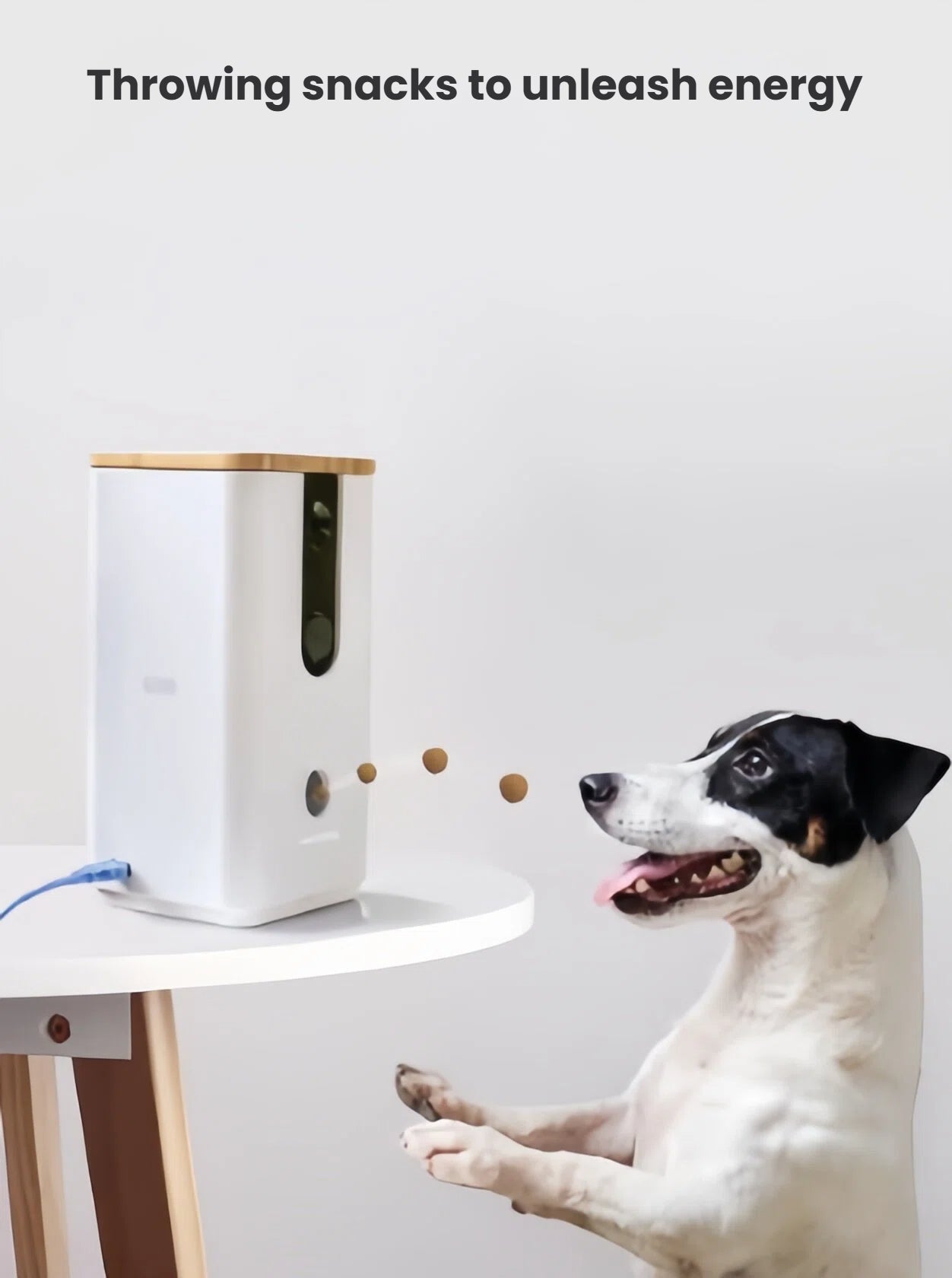Black-and-white dog catching treats launched by the DOGNESS 8065 Wi-Fi camera on a white table, showcasing remote treat tossing.